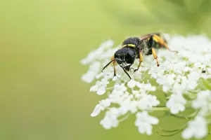 German Wildlife Photography Nature Drucke: Marco image of an insect