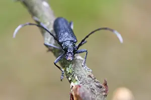 Germany Wildlife Fauna Drucke: Marco image of an insect