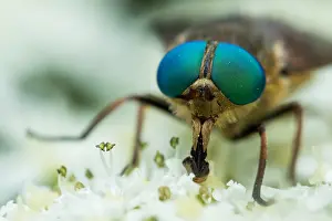 Wildlife Fauna Drucke: Marco image of an insect