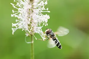 Wildlife Fauna Drucke: Marco image of an insect