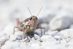 European Grasshopper Species Drucke: Marco image of an insect