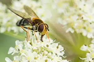 Bilder Datiert 15. August 2019: Marco ist ein Bild eines Insekts.