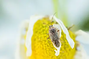 Germany Wildlife Fauna Drucke: Marco image of an insect