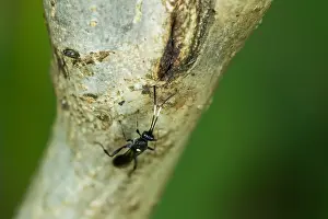 Bilder Datiert 25. August 2019: Marco ist ein Bild eines Insekts.