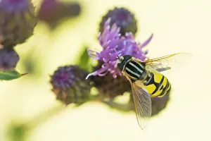 Wildlife In Slovenia Drucke: Marco image of an insect