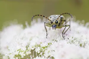 Fauna In Nature Drucke: Marco image of an insect
