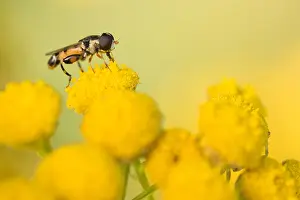European Hoverfly Species Drucke: Marco image of an insect