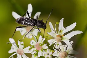Marco ist ein Bild eines Insekts.