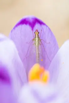 Mai Drucke: Marco ist ein Insektbild.