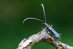 Germany Wildlife Fauna Drucke: Marco image of an insect