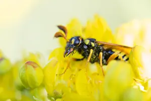 Bilder Datiert 29. Mai 2015: Marco ist ein Insektenbild.