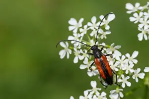 Juli Drucke: Marco ist ein Bild eines Insekts.