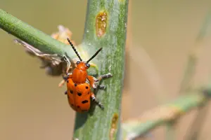 Nature Photography Outdoor Drucke: Marco image of an insect
