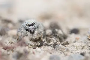 Wildlife Photography Kyrgyzstan Drucke: Marco image of an insect