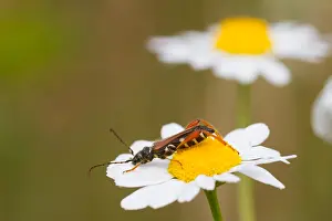 Germany Wildlife Fauna Drucke: Marco image of an insect