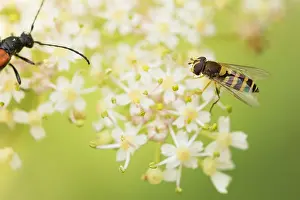 Syrphus Ribesii Drucke: Marco image of an insect