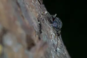 Marco image of an insect