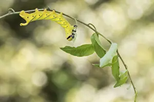 Insect Wildlife Photography Drucke: Marco image of an insect