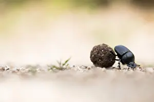 European Scarab Beetle Drucke: Marco image of an insect