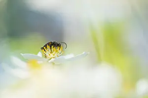 Marco ist ein Bild eines Insekts.