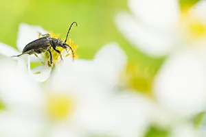 Bilder Datiert 19. Juni 2019: Marco ist ein Insektenbild.