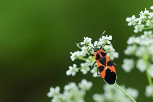 Bilder Datiert 17. August 2019: Marco-Bild eines Insekts.