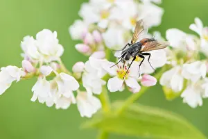 Germany Wildlife Fauna Drucke: Marco image of an insect