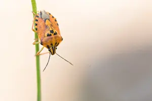 Outdoor Wildlife Photography Drucke: Marco image of an insect