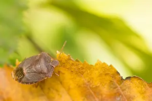 Germany Wildlife Fauna Drucke: Marco image of an insect