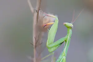 European Mantis Drucke: Marco image of an insect