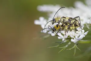 August Drucke: Marco ist ein Insektenbild.