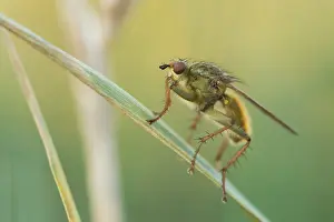 Outdoor Wildlife Photography Tips Drucke: Marco image of an insect