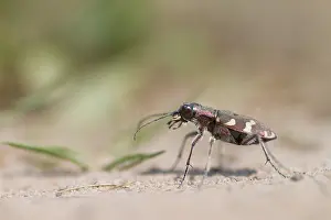 Marco ist ein Insektengesicht.