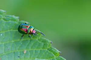 Germany Wildlife Fauna Drucke: Marco image of an insect
