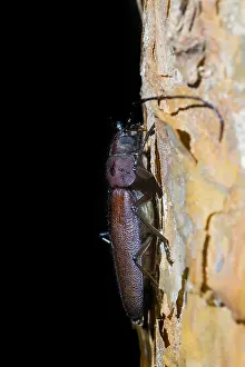 Germany Wildlife Fauna Drucke: Marco image of an insect