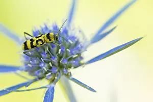 Wildlife Fauna Drucke: Marco image of an insect