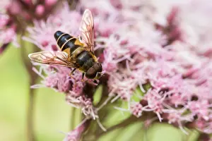 Bilder Datiert 15. August 2019: Marco ist ein Insektenbild.