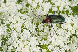 Marco ist ein Insektenbild.