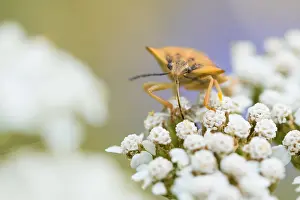 Bilder Datiert 1. August 2019: Marco ist ein Insekt.