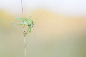German Wildlife Fauna Images Drucke: Marco image of an insect