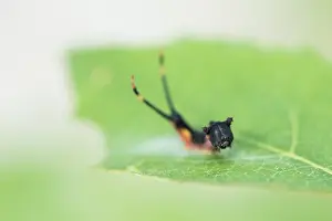 Cerura Vinula Drucke: Marco image of an insect