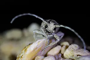 Marco image of an insect