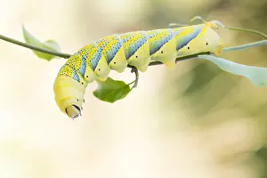 Insect Wildlife Photography Drucke: Marco image of an insect