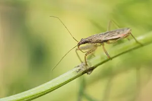 Bilder Datiert 5. August 2019: Marco ist ein Insektbild.