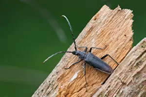 German Wildlife Nature Photos Drucke: Marco image of an insect
