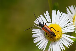 Marco-Bild eines Insekts.