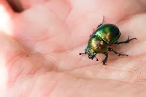 Wildlife Fauna Europe Drucke: Marco image of an insect