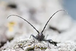 Gerahmter Druck : Marco ist ein Insektenbild. Gerahmter Druck : Marco ist ein Insektenbild.