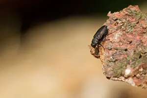 German Wildlife Fauna Images Drucke: Marco image of an insect