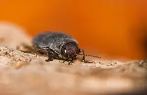 Biodiversity In Europe Drucke: Marco image of an insect